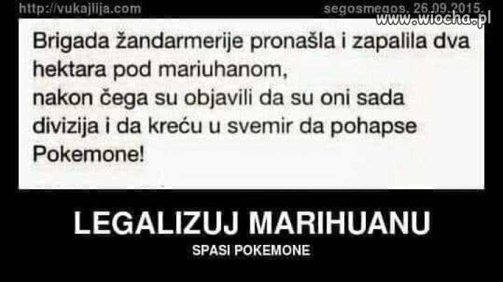 Brygada żandarmów znalazła i spaliła 2 hektary marihuany,