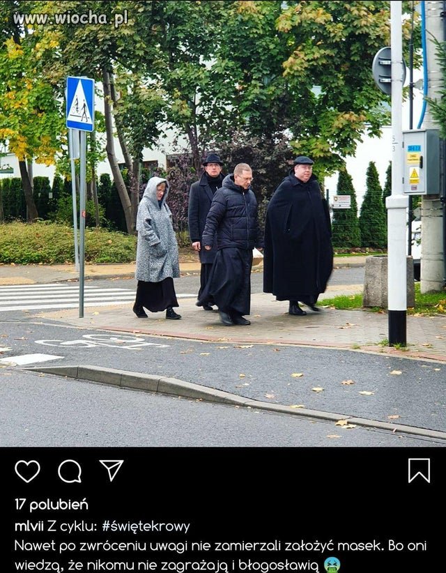 święte krowy