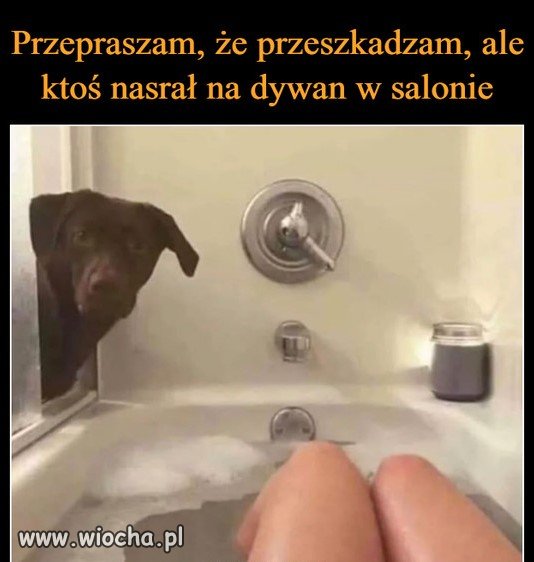 Uprzejmie donoszę 