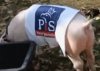 Polska Agencja Kosmiczna - sposób PiS na nowe Koryto Plus