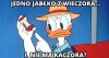 Jedno jabłko i po kłopocie 
