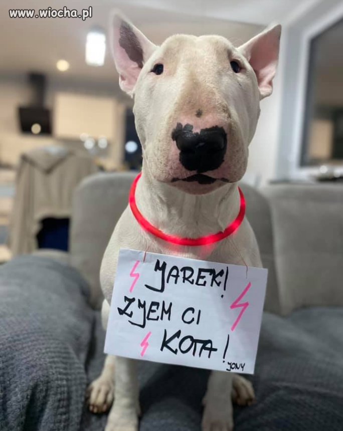 Kota zostaw kaczki są smaczniejsze