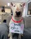 Kota zostaw kaczki są smaczniejsze