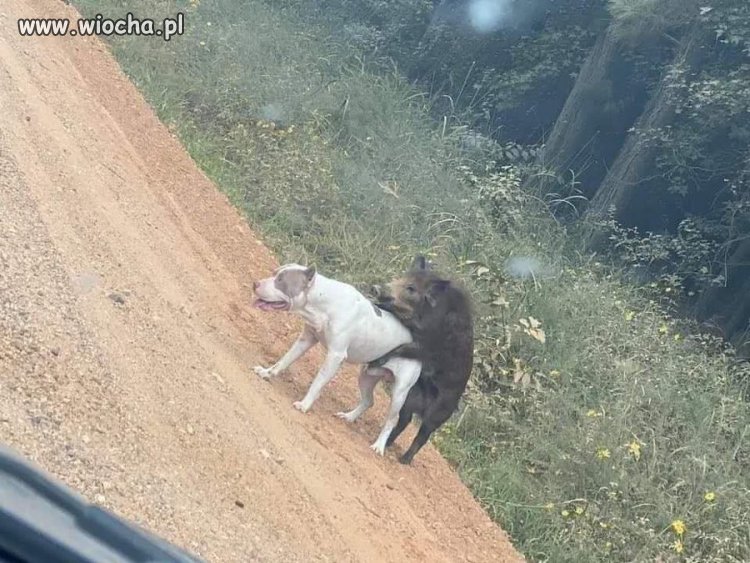 A mógł w zaroślach. 