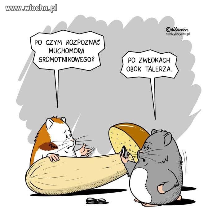 Sezon w pełni
