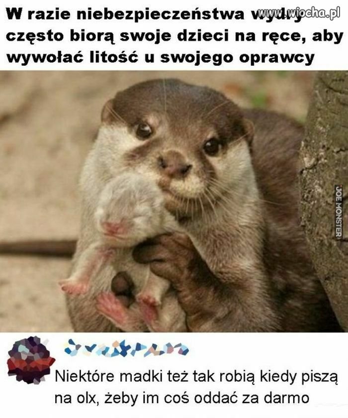 Analogie