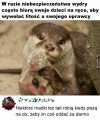 Analogie