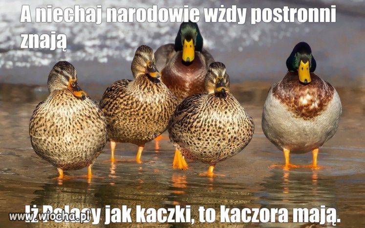 Przywódca jest jeden.