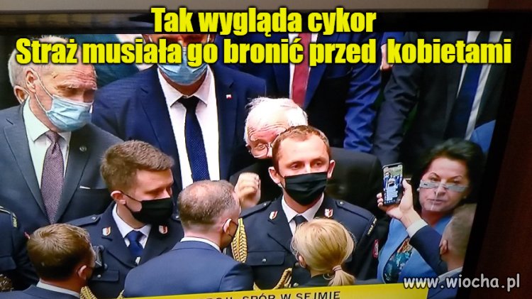 Tak wygląda cykor 