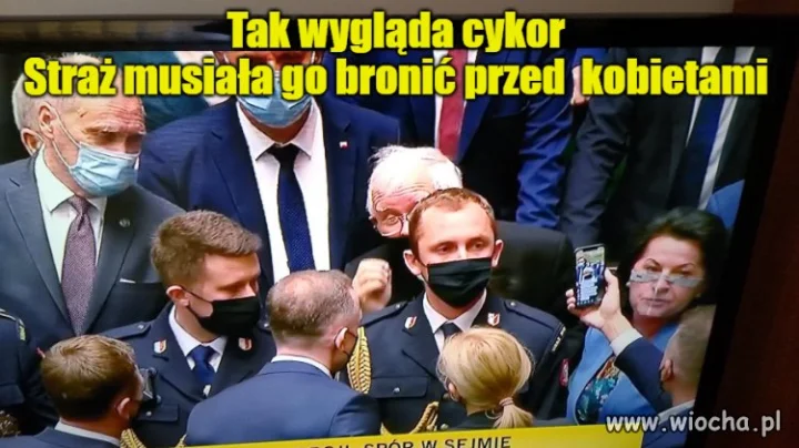 Tak wygląda cykor 