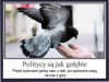 Właśnie się o tym przekonali rolnicy i górnicy ...