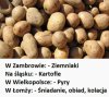 Ciekawostka językowa