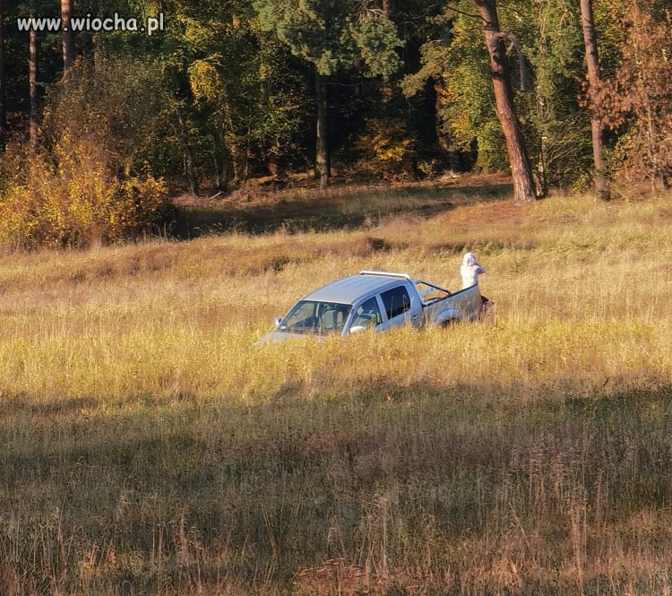 Buszując w zbożu 