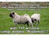 Drogi odbiorco telewizji naziemnej