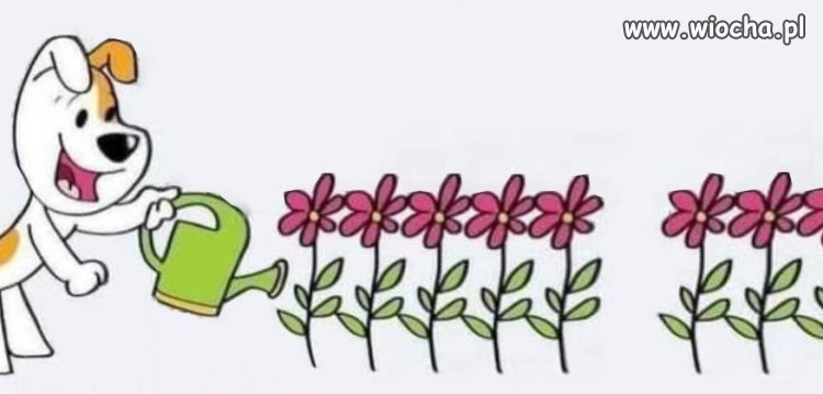 Lubicie Reksia? Ja lubię...