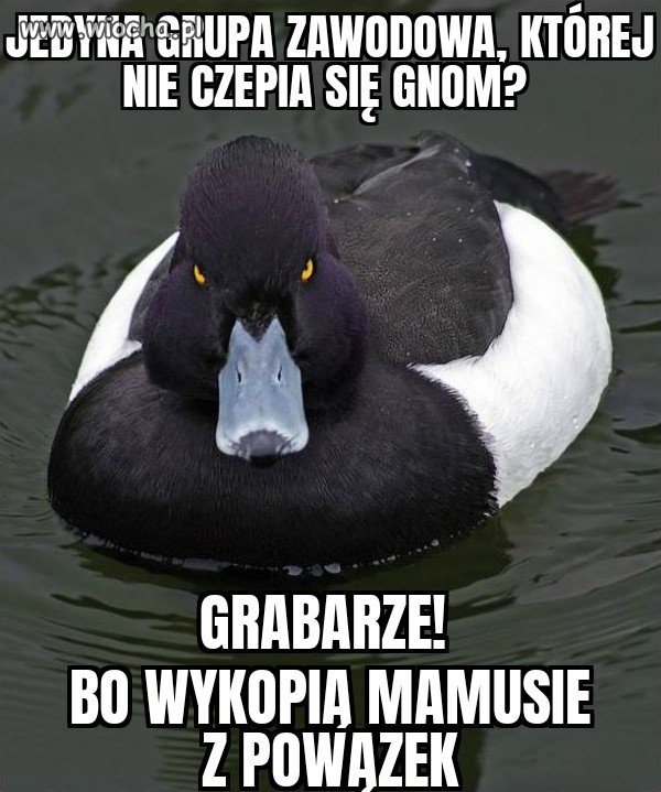 Grabarze vs. Kaczka