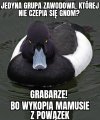 Grabarze vs. Kaczka