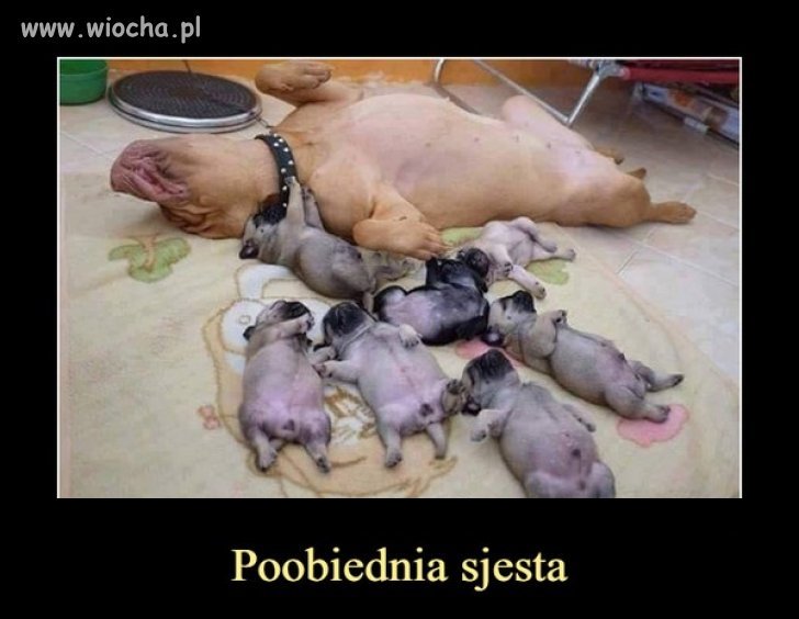 Ja po obiedzie też tak wyglądam 