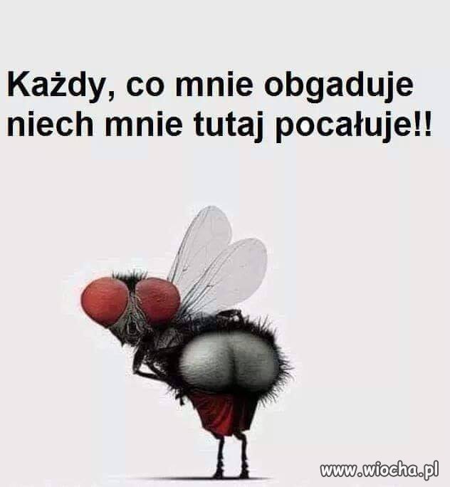 Pozdrowienia dla moich wrogów 