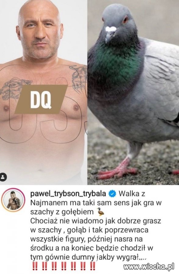 Najman vs gołąb