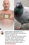 Najman vs gołąb