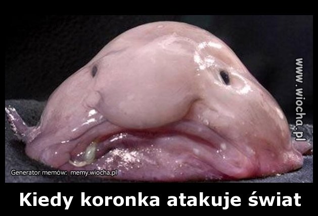 Kiedy koronka atakuje świat