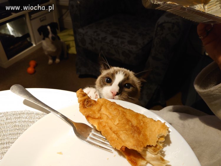 Jak pies z kotem. 