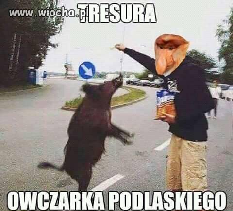 Owczarek Podlaski 