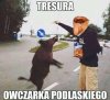 Owczarek Podlaski 