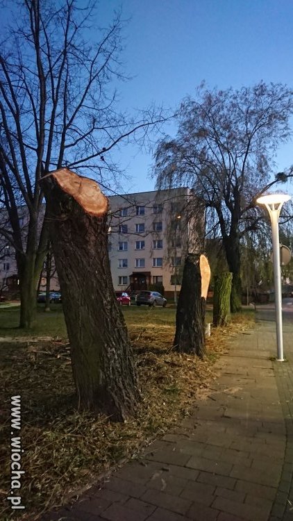 Pielęgnacja drzew w Żorach... 