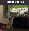 Tak to wygląda