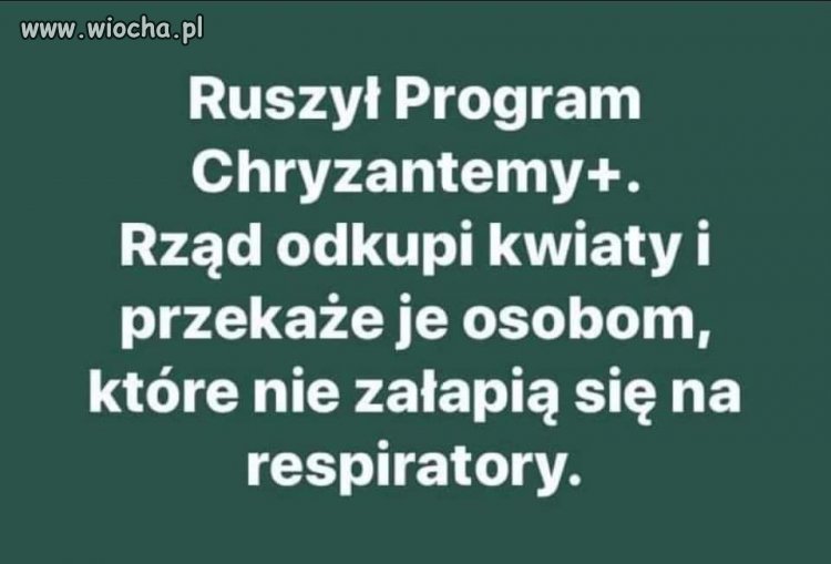 Chryzantemy???