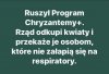 Chryzantemy???