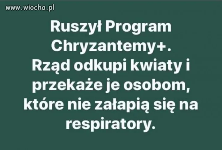 Chryzantemy???