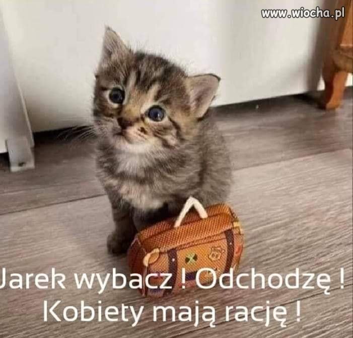 Nawet kot się poznał