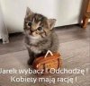 Nawet kot się poznał
