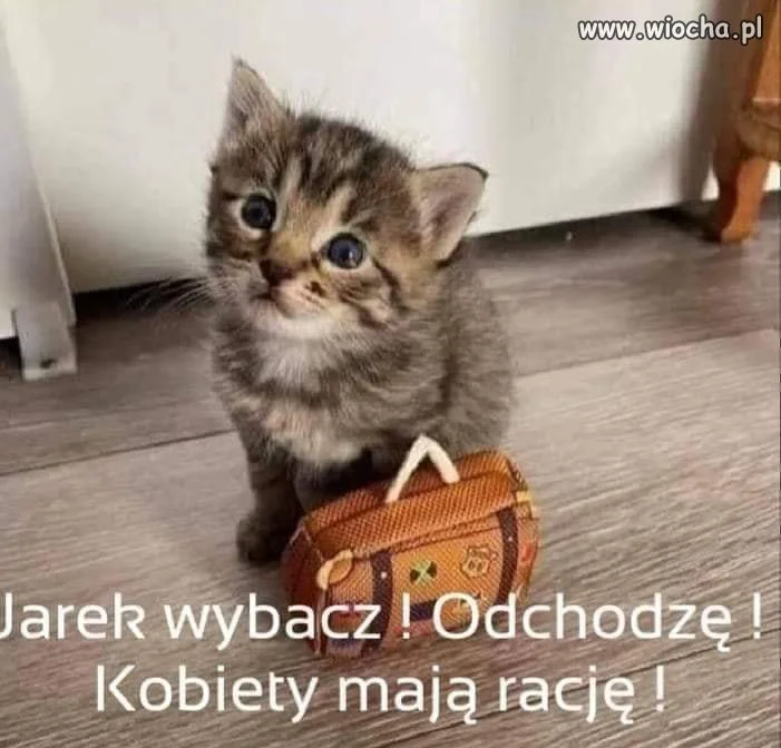 Nawet kot się poznał
