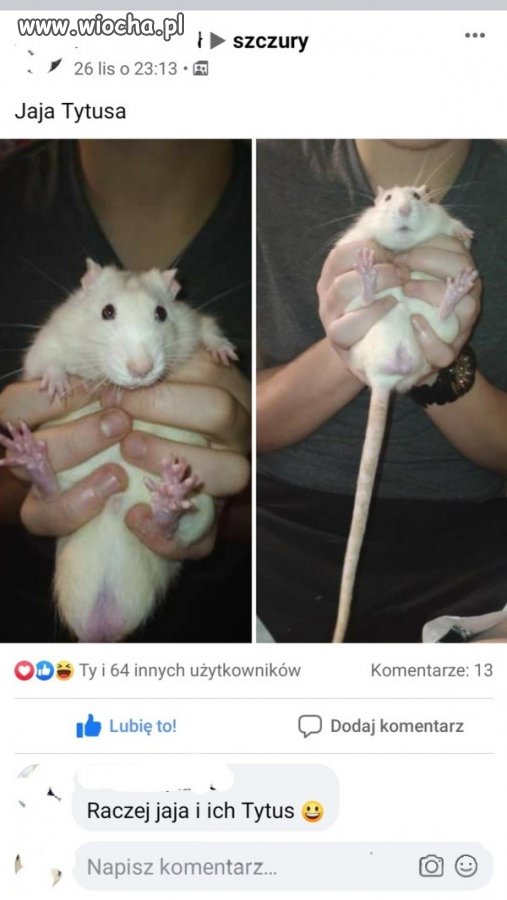Jajka i szczury