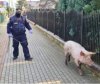 Dowód na powiązanie służb mundurowych z polityką!