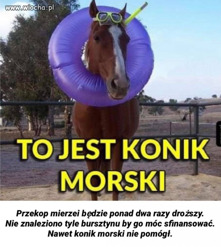 Konik morski 