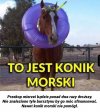 Konik morski 