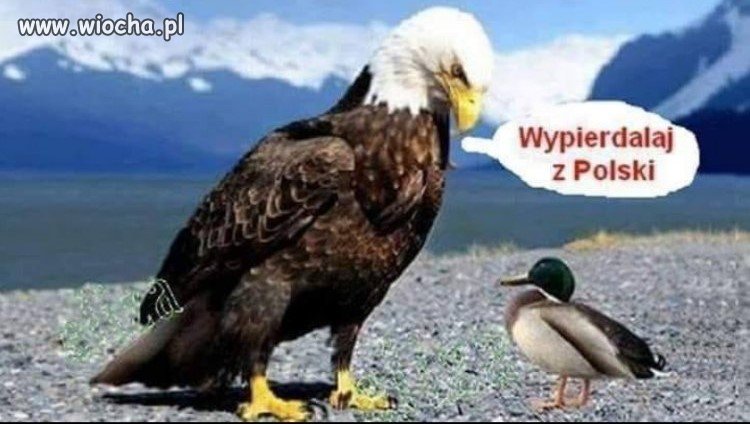 Opis zbędny .