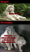 Ilu z was tak ma? 