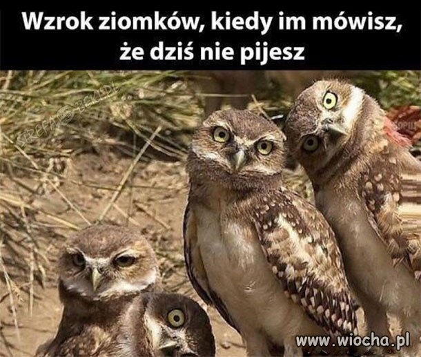 Zdziwienie 