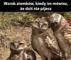 Zdziwienie 