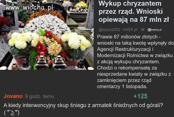 Chryzantemy i śnieg
