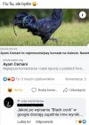 Wielki ptak