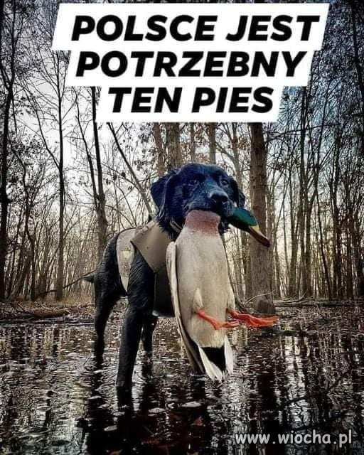 Jestem za ...