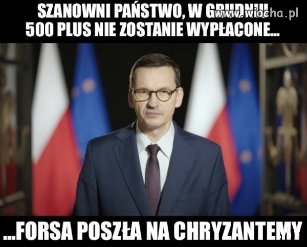 Chryzantemy złociste...