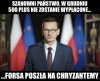 Chryzantemy złociste...